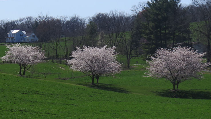 Spring trees in bloom