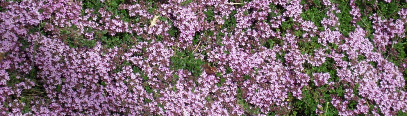 thyme in bloom