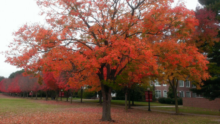 Striking Seasonal Sights